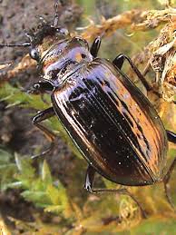 Attēlu rezultāti vaicājumam “Nebria livida”