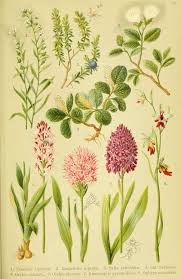 Attēlu rezultāti vaicājumam “Thesium alpinum flower”