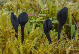 Attēlu rezultāti vaicājumam “Tomentypnum nitens”