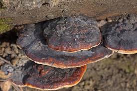 Attēlu rezultāti vaicājumam “Fomitopsis pinicola”