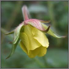 Attēlu rezultāti vaicājumam “Geum x intermedium flower”