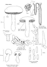 Attēlu rezultāti vaicājumam “Pistillaria sp.”