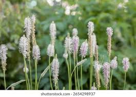 Attēlu rezultāti vaicājumam “Plantago media bud”