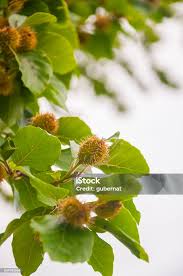 Attēlu rezultāti vaicājumam “Fagus sylvatica fruit”