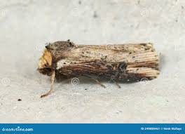 Attēlu rezultāti vaicājumam “Axylia putris”