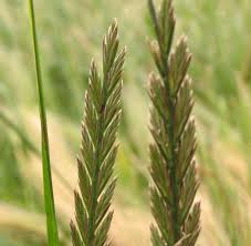 Attēlu rezultāti vaicājumam “Lolium perenne”