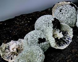 Attēlu rezultāti vaicājumam “Badhamia lilacina”