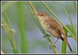 Image result for Acrocephalus aedon