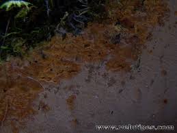 Attēlu rezultāti vaicājumam “Asterodon ferruginosus”