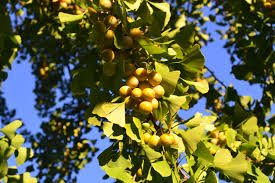 Attēlu rezultāti vaicājumam “Ginkgo biloba fruit”