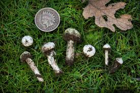 Attēlu rezultāti vaicājumam “Tulostoma fimbriatum”