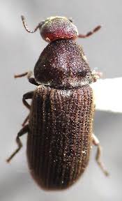 Attēlu rezultāti vaicājumam “Anobiidae”