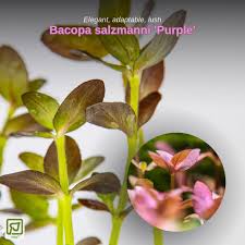 Attēlu rezultāti vaicājumam “Jungermannia sphaerocarpa”