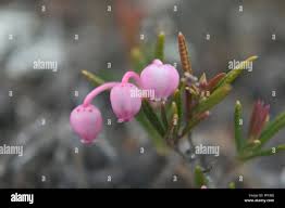 Attēlu rezultāti vaicājumam “Andromeda polifolia leaf”