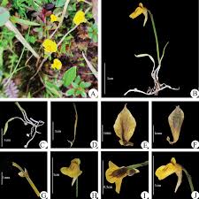 Attēlu rezultāti vaicājumam “Utricularia intermedia leaf”