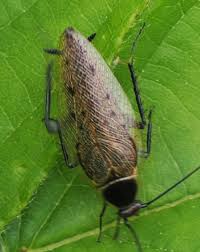 Attēlu rezultāti vaicājumam “Ectobius sylvestris female”