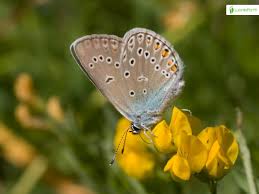 Attēlu rezultāti vaicājumam “Agrodiaetus amandus female”
