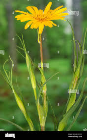 Attēlu rezultāti vaicājumam “Tragopogon pratensis subsp. pratensis”