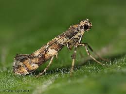 Attēlu rezultāti vaicājumam “Gracillaria syringella imago”