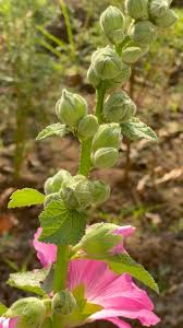 Attēlu rezultāti vaicājumam “Alcea rosea bud”