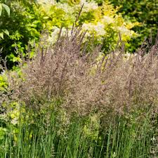 Attēlu rezultāti vaicājumam “Calamagrostis purpurea flower”