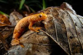 Attēlu rezultāti vaicājumam “Triturus cristatus”