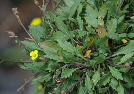 Attēlu rezultāti vaicājumam “Diplotaxis muralis fruit”