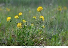Image result for Anthyllis vulneraria