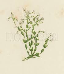 Attēlu rezultāti vaicājumam “Linum catharticum flower”