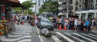 Le&atilde;o-marinho invade cal&ccedil;ad&atilde;o em praia de Santa Catarina ...