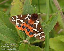 Attēlu rezultāti vaicājumam “Arctia caja”