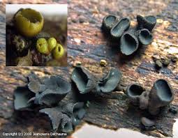 Attēlu rezultāti vaicājumam “Ionomidotis irregularis”