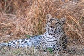 Attēlu rezultāti vaicājumam “Lycogala leopardinum young”