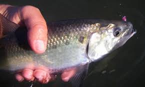Image result for Alosa sapidissima