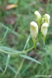 Attēlu rezultāti vaicājumam “Linaria loeselii bud”