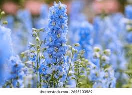 Image result for Rittersporn