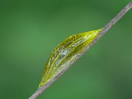 Attēlu rezultāti vaicājumam “Zygaena cocoon”