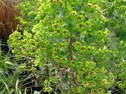 Attēlu rezultāti vaicājumam “Euphorbia palustris fruit”