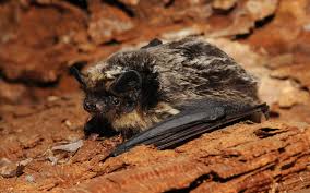 Attēlu rezultāti vaicājumam “Vespertilio murinus”