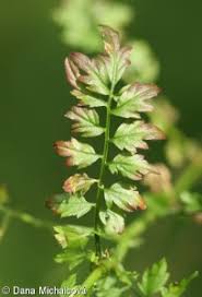 Attēlu rezultāti vaicājumam “Cardamine impatiens”