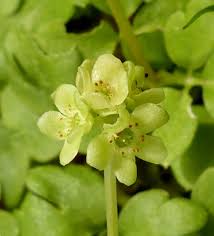 Attēlu rezultāti vaicājumam “Adoxa moschatellina”