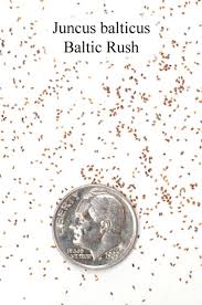 Attēlu rezultāti vaicājumam “Juncus balticus”