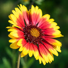 Image result for Gaillardia