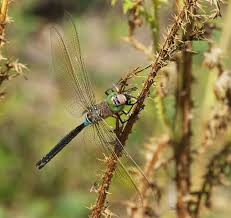 Attēlu rezultāti vaicājumam “Anax parthenope”