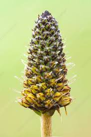 Attēlu rezultāti vaicājumam “Plantago lanceolata bud”