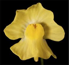 Attēlu rezultāti vaicājumam “Lentibulariaceae”