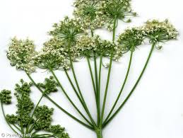 Image result for Heracleum sphondylium