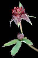 Attēlu rezultāti vaicājumam “Comarum palustre fruit”