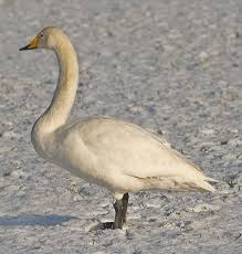 Image result for South Yorkshire Swans
