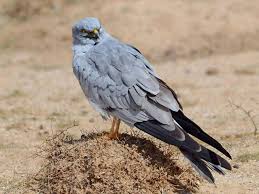 Attēlu rezultāti vaicājumam “Circus pygargus”